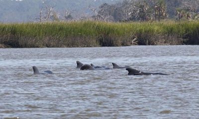 Video: Kinh hãi cảnh đàn cá voi hoa tiêu khổng lồ bị dòng hải lưu quăng quật 