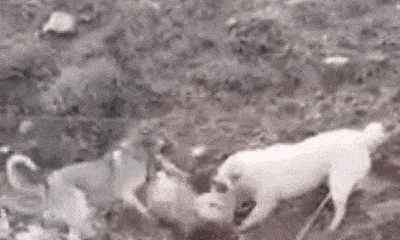 Video: Bị 2 con chó nhà điên cuồng tấn công, chó sói 