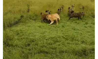 Video: Bị linh cẩu đánh hội đồng, 