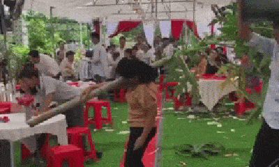 Video: Người phụ nữ vác cả thân cây đu đủ vào hội trường đám cưới để 