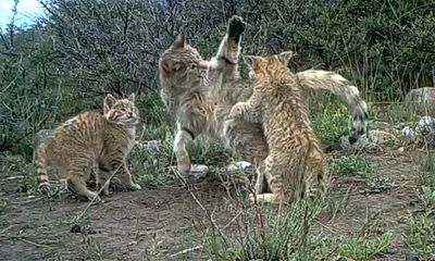 Video: Những hình ảnh cực hiếm về loài mèo núi bí ẩn trên dãy Kỳ Liên Sơn