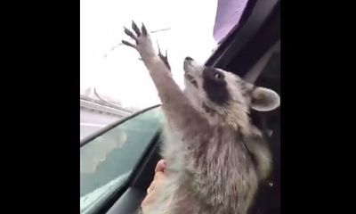Video: Gấu trúc ngộ nghĩnh tìm cách bắt những giọt nước mưa ngoài cửa sổ ô tô