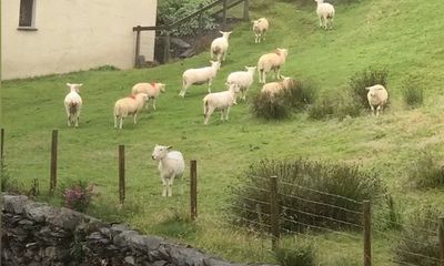 Hiện tượng kỳ lạ: Bầy cừu hàng trăm con đột ngột đứng bất động như bị thôi miên