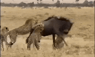 Video: Bị 4 con báo săn lao vào cắn xe, linh dương đầu bò có màn 