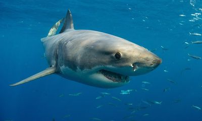 Tin tức đời sống mới nhất ngày 17/8/2020: Người chồng dũng cảm đấm cá mập liên hồi để giải cứu vợ 