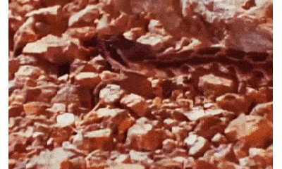 Video: Đụng độ rắn vua California, rắn đuôi chuông nhận cái kết đắng