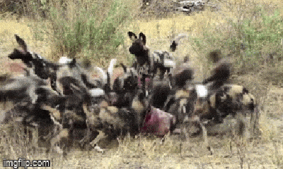Video: Kinh hãi đàn chó hoang hùng hục đào hang, tóm gọn lợn bướu