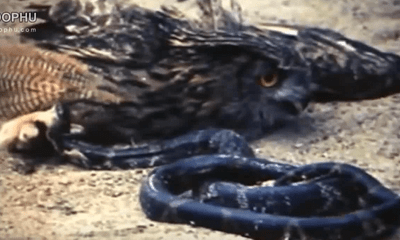 Video: Cú mèo và rắn đối đầu 
