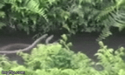 Video: Rợn người khoảnh khắc 2 con rắn ngoe nguẩy từ dưới mặt nước