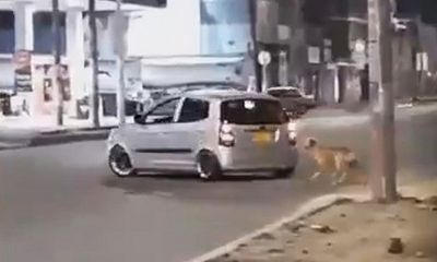 Video: Đau lòng chú chó bị bỏ rơi “mải miết” đuổi theo xe ô tô chạy càng lúc càng nhanh của chủ