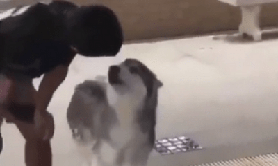 Video: Lần đầu đi bơi, chú chó Husky có phản ứng đặc biệt khiến dân mạng cười bò