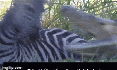 Video: Ngựa vằn chạy thục mạng sau cú 
