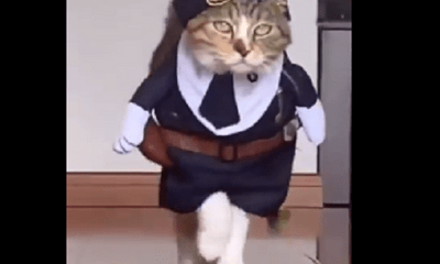 Video: Chú mèo catwalk quá thần thái khiến dân mạng trầm trồ ngưỡng mộ
