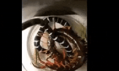 Video: Bị rết độc tấn công, rắn cạp nia quằn quại đến chết