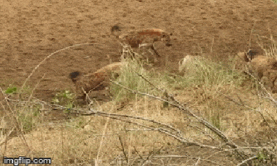Video: Cậy đông định dồn sư tử tới đường cùng, bầy linh cẩu 