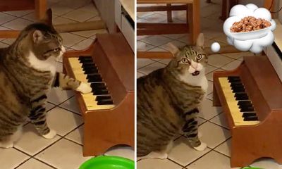 Video: Chú mèo đặc biệt chơi piano để giao tiếp với chủ nhân mỗi khi đói