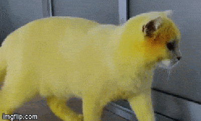 Video: Ngộ nghĩnh chú mèo bỗng hóa Pikachu sau khi chữa nấm