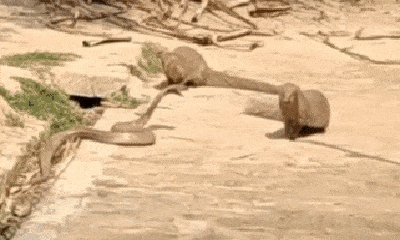 Video: Hổ mang chúa tung cú đớp chớp nhoáng, đoạt mạng cầy mangut và cái kết bất ngờ