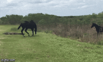 Video: Cá sấu bị ngựa tấn công bất ngờ khi đang phơi nắng 