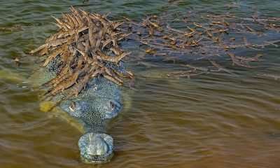 Khoảnh khắc tuyệt đẹp: Đàn cá sấu con bám chi chít trên lưng cha để cùng vượt sông