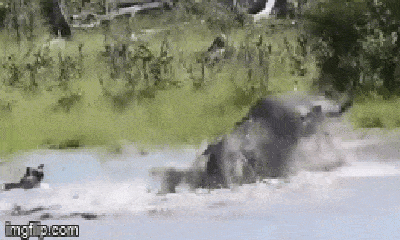 Video: Linh dương nổi điên, dìm chó hoang háu đói đến ngạt nước