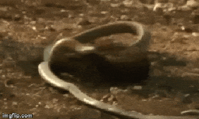 Video: Cầy Mangut dùng kỹ năng đặc biệt, cắn nát đầu rắn hổ mang chúa