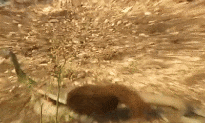 Video: Đụng độ cầy Mangut, rắn hổ mang chúa bị kẻ thù cắn nát đầu