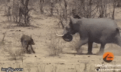 Video: Cả gan chọc điên voi khổng lồ, trâu rừng nhận cái kết đắng chát