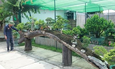 Mục sở thị khu vườn gần 1.000 cây cảnh bonsai hiếm có khó tìm của đại gia Hà thành, giá trị lên đến vài chục tỷ đồng