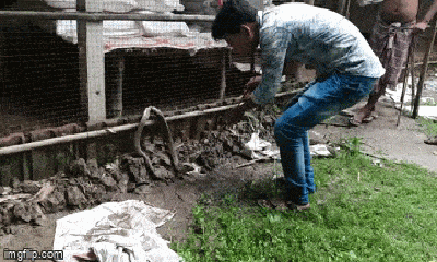 Video: Thót tim cảnh người đàn ông tay không giải cứu hổ mang chúa kẹt trong chuồng gà