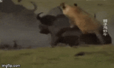 Video: Đơn độc đi săn, sư tử cái bị trâu rừng to lớn quăng quật rồi dìm xuống đầm nước