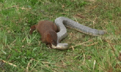 Video: Đụng độ kẻ thù số một, rắn rầm ri chết thảm dưới móng vuốt của cầy Mangut