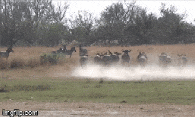 Video: Lọt vào tầm ngắm của báo săn, đàn linh dương đầu bò 