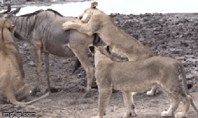 Video: Đang thơ thẩn kiếm mồi, linh dương đầu bò bị sư tử cắn nhát chí mạng, gục ngã trong 