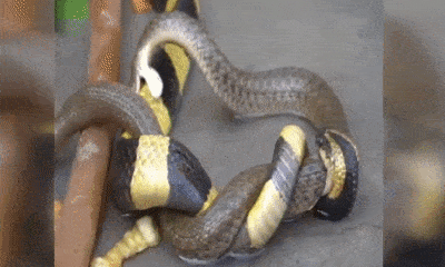Video: Dám cắn trả rắn cạp nong phun nọc độc, rắn nước nhận cái kết bi thảm
