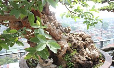 Chiêm ngưỡng cây ổi bonsai tiền tỷ thế độc lạ khiến nhiều người mê mẩn của vị đại gia ngành nhựa