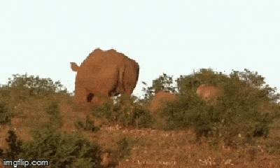 Video: Thấy sư tử nhăm nhe ăn thịt con non, tê giác mẹ xoay người, tung 