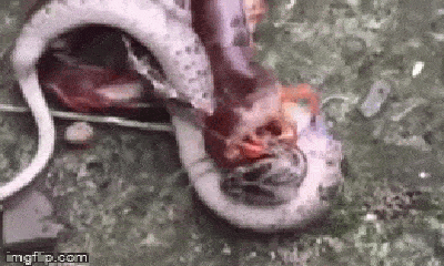 Video: Sở hữu nọc độc chết người, rắn bại trận dưới những cặp chân lợi hại của rết khổng lồ
