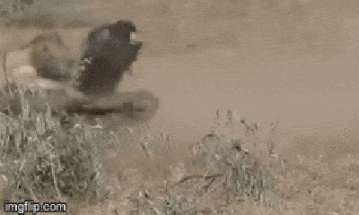 Video: Vừa săn mồi thành công, hai con sư tử bị đàn trâu rừng quây đánh tơi tả, bỏ chạy trối chết