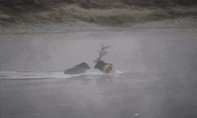 Video: Nai sừng tấm bị gấu xám truy sát, dìm chết ở giữa sông