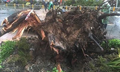 Người bị cây cổ thụ đè trên đường Nguyễn Tri Phương đã qua đời