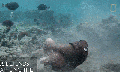 Video: Cá chình Moray quyết 