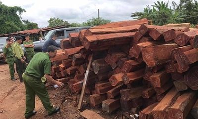 Gia Lai: Bắt giam đối tượng mua gỗ lậu 