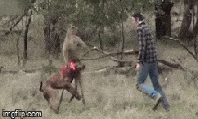 Video: Chó cưng bị kangaroo kẹp cổ, người đàn ông có hành động bất ngờ giải cứu