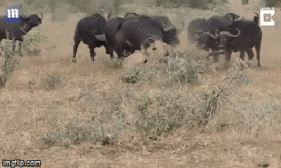 Video: Vừa hạ gục con mồi, sư tử bị cả đàn trâu rừng vây đánh 