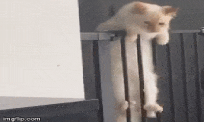 Video: Quá tự tin vào khả năng leo trèo của mình, chú mèo khiến dân mạng được phen “cười ra nước mắt”