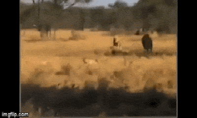Video: Chủ quan khinh địch, báo đốm thành mồi ngon dưới móng vuốt sư tử 