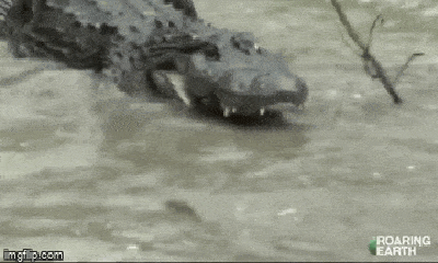Video: Cá sấu khổng lồ 