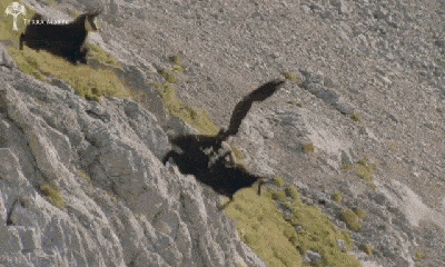 Video: Đại bàng nhận kết đắng vì cố săn dê núi đang ăn cỏ trên vách đá