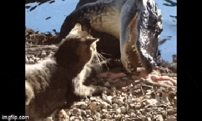Video: Mèo tung “liên hoàn chưởng”, cá sấu vừa ngoi lên bờ phải chạy “bán sống bán chết”
